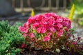 Siskiyou lewisia flower blossoms Royalty Free Stock Photo