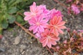 Siskiyou Lewisia flowers - Lewisia Cotyledon