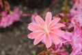 Siskiyou Lewisia flowers - Lewisia Cotyledon