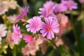 Siskiyou lewisia Royalty Free Stock Photo