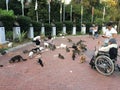 Feeding cats in public park