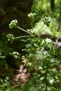 Sison amomum plant, blur background.