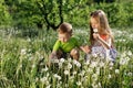 Dandelion field white girl boy happy little baby green meadow yellow flowers dandelions nature park garden two family sister broth Royalty Free Stock Photo