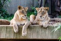 Sister Lionesses Washington Zoo