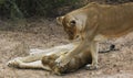 Sisterly Love shown by Lions Royalty Free Stock Photo