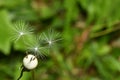 3sisters in a single flower Royalty Free Stock Photo