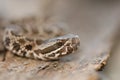 Sistrurus catenatus Royalty Free Stock Photo
