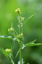 Sisymbrium officinale grows in nature Royalty Free Stock Photo