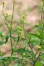 Sisymbrium officinale grows in nature Royalty Free Stock Photo