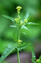 Sisymbrium officinale grows in nature Royalty Free Stock Photo