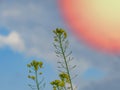 Sisymbrium orientale, Indian hedge mustard, Brassicaceae. Wild plant shot