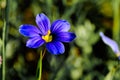 Sisyrinchium angustifolium single flower Selective focus Royalty Free Stock Photo