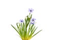 Sisyrinchium Devon Skies, Blue-Eyed Grass Royalty Free Stock Photo