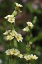 Sisyrinchium striatum