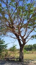 sit for a moment while enjoying the breeze under the African Locust Bean Tree