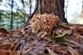 Sit pine Sparassis crispa edible mushroom with a different appearance