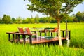 Sit and relax on white chairs in the middle of a rice field