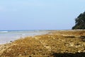 Dead corals deposited at the coast of Sitapur beach, Neil Island