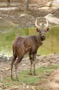 Sitatunga Royalty Free Stock Photo
