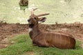 Sitatunga Royalty Free Stock Photo