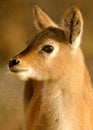 Sitatunga Royalty Free Stock Photo