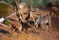 Sitatunga Antelope Royalty Free Stock Photo