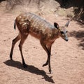 Sitatunga Antelope Royalty Free Stock Photo