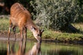 Sitatunga antelope drinking from a pond Royalty Free Stock Photo