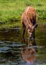 Sitatunga antelope drinking from a pond. Royalty Free Stock Photo