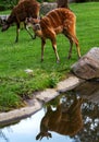 Sitatunga Antelope is reflected in the water pond. Royalty Free Stock Photo