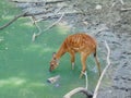 sitatunga antelope in the water