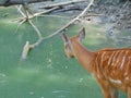 sitatunga antelope in the water