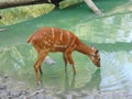 sitatunga antelope in the water Royalty Free Stock Photo