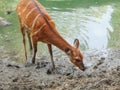 sitatunga antelope in the water Royalty Free Stock Photo