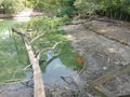 Sitatunga antelope in the water in summer Royalty Free Stock Photo