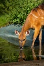 Sitatunga doe drinking water from the pond Royalty Free Stock Photo