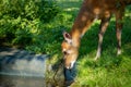 Sitatunga doe drinking water from the pond Royalty Free Stock Photo