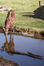 Sitatunga drinks water from the river