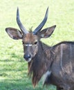 Sitatunga on grass Royalty Free Stock Photo