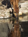 Sitatunga head reflected in water Royalty Free Stock Photo