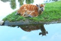 Sitatunga Royalty Free Stock Photo