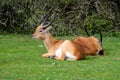 Sitatunga or marshbuck antelope Royalty Free Stock Photo