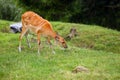 The sitatunga or marshbuck Tragelaphus spekii, grazing female on green grass Royalty Free Stock Photo