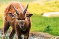 The sitatunga is a rare swamp-dwelling antelope. Royalty Free Stock Photo