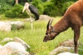 The sitatunga is a rare swamp-dwelling antelope. Royalty Free Stock Photo