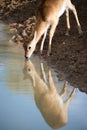Sitatunga Reflected Royalty Free Stock Photo