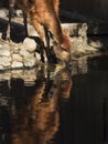 Sitatunga reflex in water Royalty Free Stock Photo