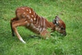 Sitatunga suckling