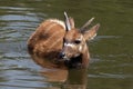Sitatunga (swamp antelope) in the water Royalty Free Stock Photo