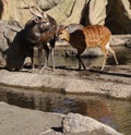 Sitatunga - Tragelaphus spekeii Royalty Free Stock Photo